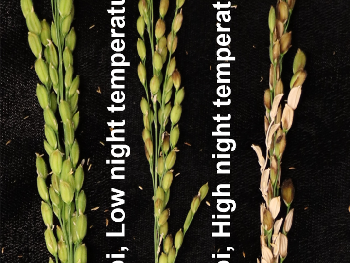 Abiotic Biotic Stress
