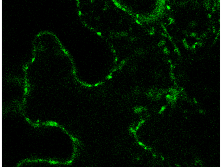 Image of Arabidopsis cell expressing protein tagged with GFP
