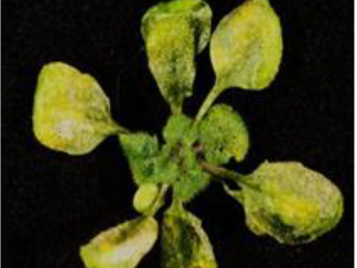 Yellow leaves indicate chlorosis caused by the pathogen